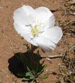 Oenothera Species, Whitest Evening-Primrose