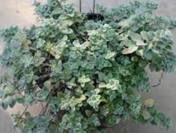 Showy Pink Oregano