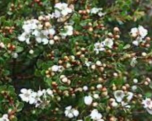 Leptospermum Species, Alpine Tea Tree