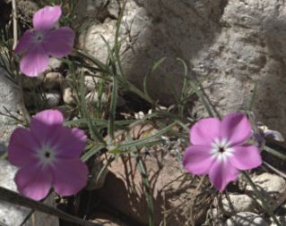 Phlox Species, Threeseed Phlox