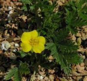 Potentilla Species, Rocky Mountain Cinquefoil