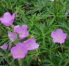 Geranium, Cranesbill, Hardy Geranium Kashmir Pink