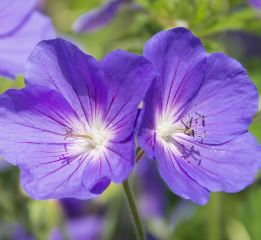 Geranium, Cranesbill, Hardy Geranium Kashmir Purple