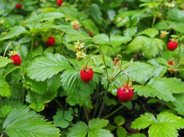 Woodland strawberry
