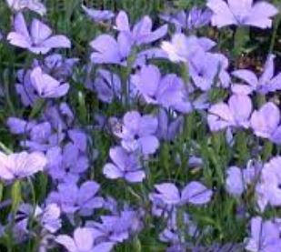 Eudianthe, Rose Catchfly, Rose of Heaven Angel Blue
