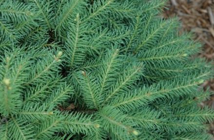 Norway Spruce Fritsche