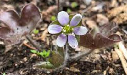 Anemone, Liverleaf Eisvogel