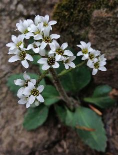 Micranthes Species, Early Saxifrage, Virginia Saxifrage
