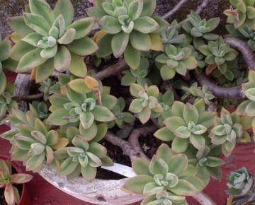 Echeveria Pulvicox