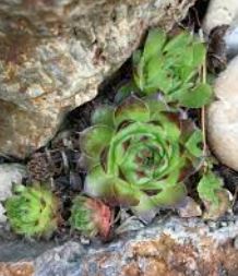 Sempervivum, Hens and Chicks, House Leek, Live-Forever