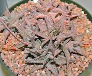 Aloe Harry Butterfield