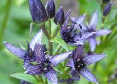 Swertia Species, Alpinebog Swertia, Felwort, Star Gentian