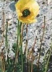 Papaver Species, Alaska Poppy, Arctic Poppy, Rooted Poppy