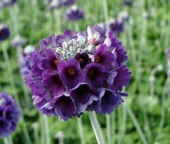Primula, Asiatic Primrose, Capitata Primrose Noverna Deep Blue