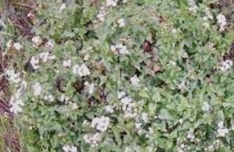 Ageratina Species, Barba de Viejo, Old Mans Beard