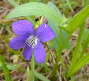 Long Leafed Violet
