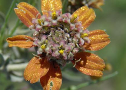 Shortray Zinnia