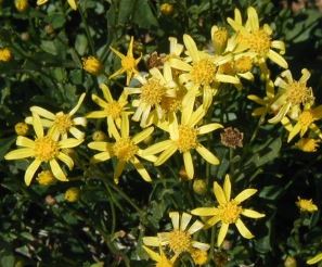 Mountain Ragwort