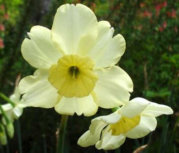 Miniature Jonquilla Daffodil Bahama Beach