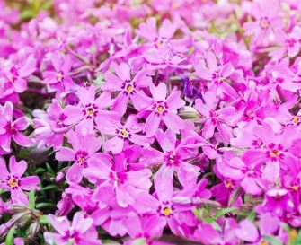 Creeping Phlox, Moss Phlox Pink Delight