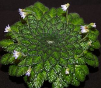 Petrocosmea