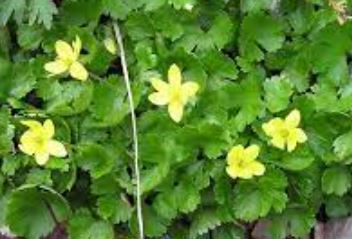 Anemonidium Species, Yellow Anemone, Yellow Thimbleweed