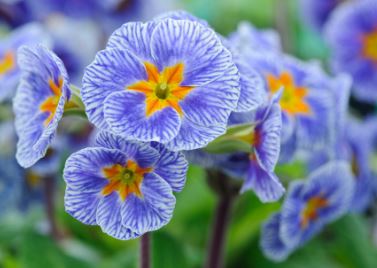 Primula, Polyanthus Primrose Discovering Stripes Mixed