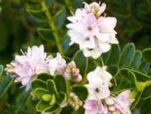 Veronica, Hebe Wiri Cloud