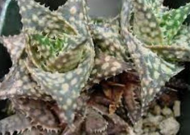 Aloe David Grigsby