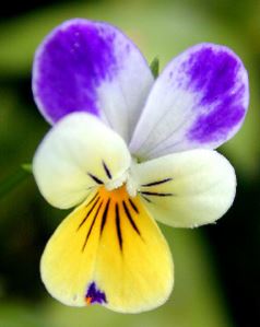 Viola Species, Wild Pansy