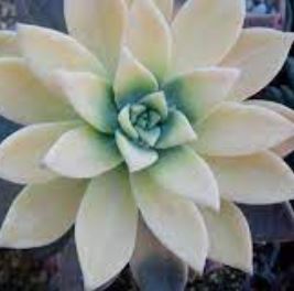 Graptopetalum, Ghost Plant, Mother of Pearl Plant Variegata