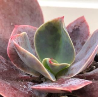 Echeveria Japanese Purple