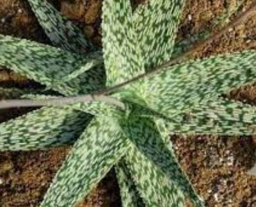 Aloe Snow White
