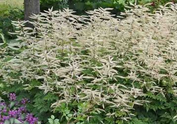 Aruncus, Goats Beard, Goatsbeard Misty Lace
