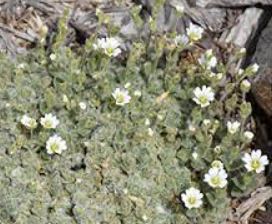 Cerastium Species, Alpine Mouse-Ear, Woolly Alpine Chickweed