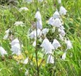 Lady Bells, Ladybells