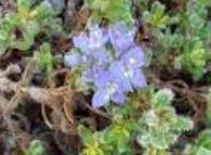 Veronica Species, Dwarf Speedwell