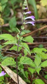 Scutellaria Species, Large Skullcap