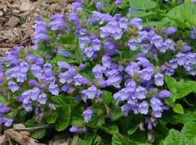 Japanese Wood Mint, Meehans Mint Wandering Minstrel