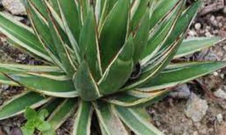 Agave, Variegated Century Plant, Maguey Blue Glow Variegata