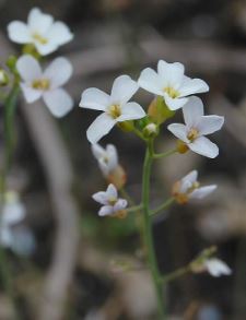 Arabidopsis Species, Lyre-Leaved Rock Cress, Sand Cress