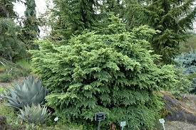 Elizabeth Mountain Hemlock, Black Hemlock, Hemlock Spruce Elizabeth