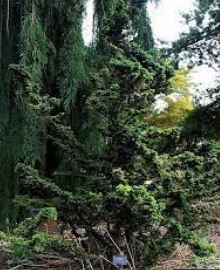 Canadian Hemlock, Eastern Hemlock Hussii