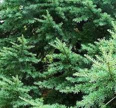 Western Red Cedar, Giant Arborvitae Filiformis