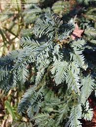 Sequoia, Blue Coast Redwood Glauca
