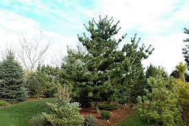Japanese White Pine Tempelhof