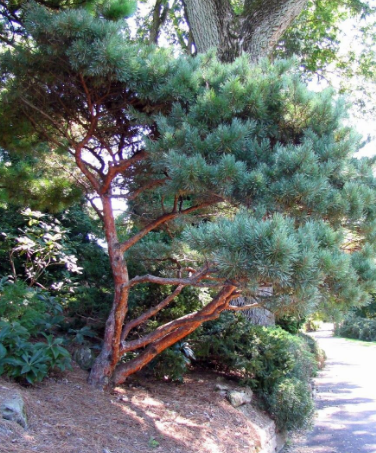 Scots Pine, European Redwood, Scotch Pine Watereri