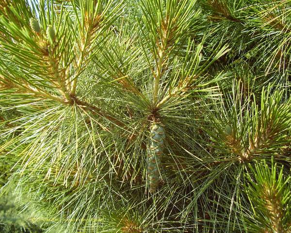 Eastern White Pine Radiata