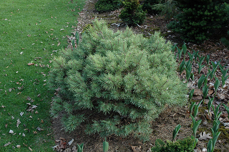 Scots Pine, European Redwood, Scotch Pine Beacon Hill