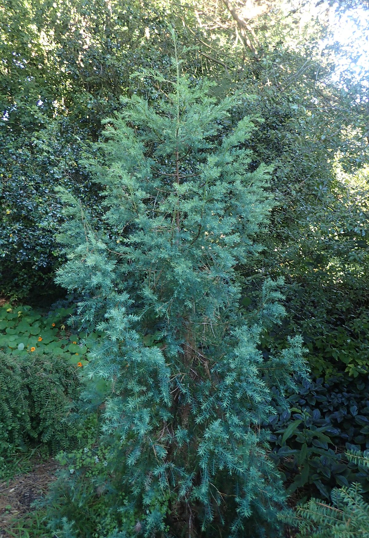 Willowmore Cedar